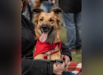 DANI  verschmuste und lernwillige Begleiterin