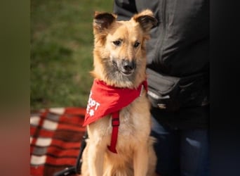 DANI  verschmuste und lernwillige Begleiterin