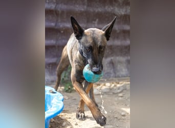 GINA - menschenbezogene & lernfreudige Hündin