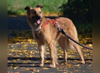 Dani – zarte Hundeseele mit großem Herzen