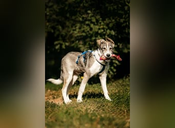 Freundlicher Bimka sucht seine Familie