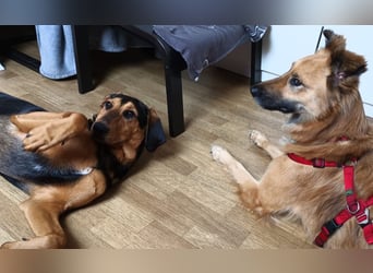 DANI  verschmuste und lernwillige Begleiterin