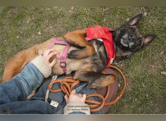 GINA - menschenbezogene & lernfreudige Hündin