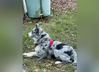 Theopold - sucht ein liebevolles, konsequentes Zuhause