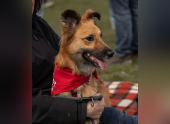 DANI  verschmuste und lernwillige Begleiterin