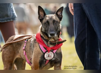 GINA - menschenbezogene & lernfreudige Hündin