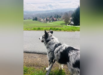 Theopold - sucht ein liebevolles, konsequentes Zuhause