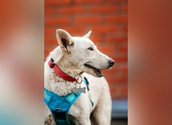 Vorsichtiger Whitey sucht seine Menschen