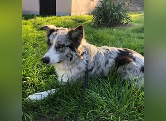 Theopold - sucht ein liebevolles, konsequentes Zuhause