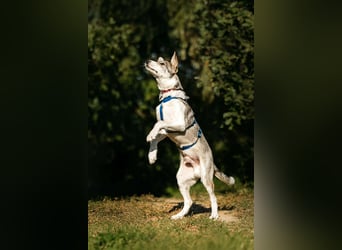 Freundlicher Bimka sucht seine Familie