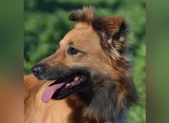 DANI  verschmuste und lernwillige Begleiterin