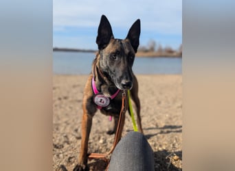 GINA - menschenbezogene & lernfreudige Hündin