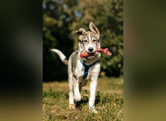 Freundlicher Bimka sucht seine Familie