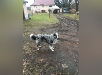 Theopold - sucht ein liebevolles, konsequentes Zuhause