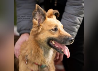 DANI  verschmuste und lernwillige Begleiterin