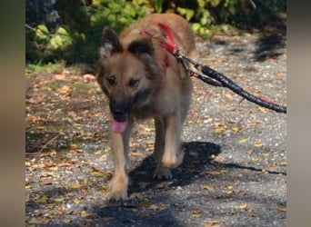 Dani – zarte Hundeseele mit großem Herzen