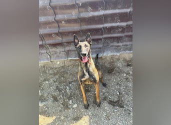 GINA - menschenbezogene & lernfreudige Hündin