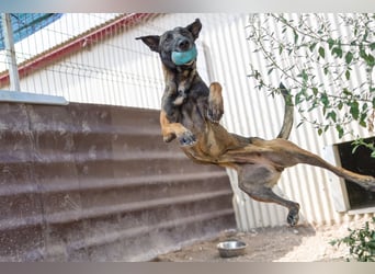 GINA - menschenbezogene & lernfreudige Hündin