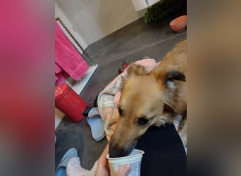 Dani - auf dem Weg zur Traumhündin