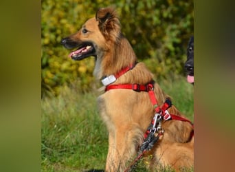 Dani - auf dem Weg zur Traumhündin