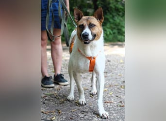 Hübsche Jenny sucht ihre Menschen