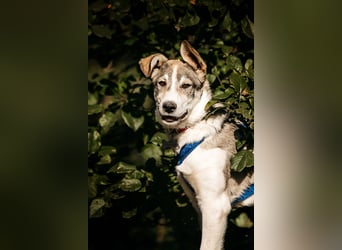 Freundlicher Bimka sucht seine Familie