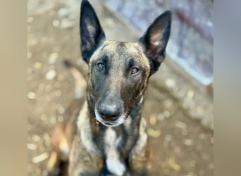 GINA - menschenbezogene & lernfreudige Hündin