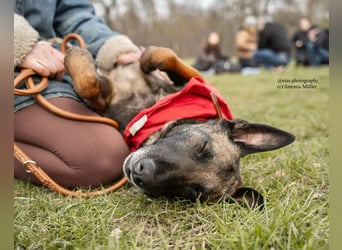 GINA - menschenbezogene & lernfreudige Hündin