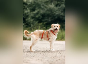 Fröhliche Lulu sucht ihre Familie
