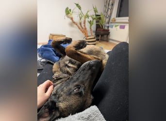 GINA - menschenbezogene & lernfreudige Hündin