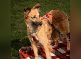 DANI  verschmuste und lernwillige Begleiterin