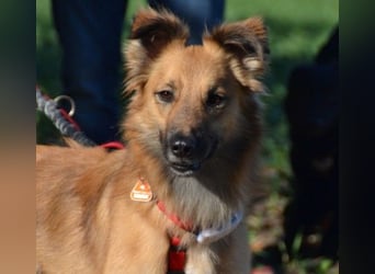 Dani – zarte Hundeseele mit großem Herzen