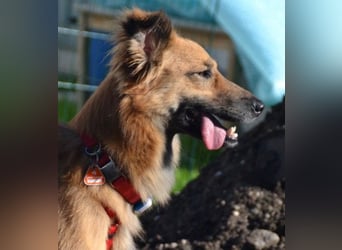 DANI  verschmuste und lernwillige Begleiterin