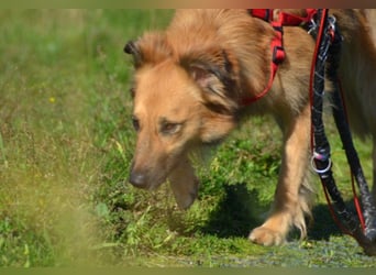 DANI  verschmuste und lernwillige Begleiterin