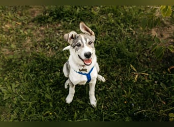 Freundlicher Bimka sucht seine Familie