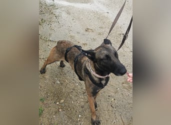 GINA - menschenbezogene & lernfreudige Hündin