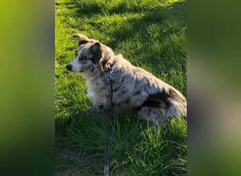 Theopold - sucht ein liebevolles, konsequentes Zuhause