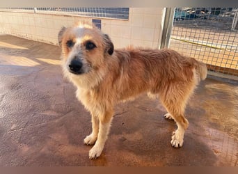 Lezo ein Herzenshund sucht sein Zuhause