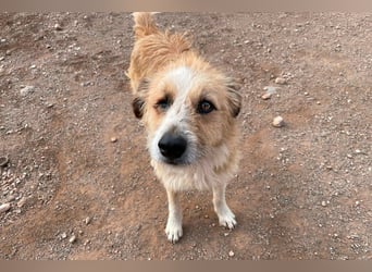 Lezo ein Herzenshund sucht sein Zuhause