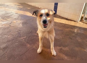 Lezo ein Herzenshund sucht sein Zuhause