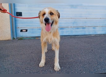 Lezo ein Herzenshund sucht sein Zuhause