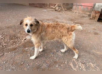 Lezo ein Herzenshund sucht sein Zuhause