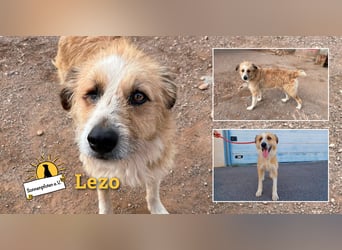 Lezo ein Herzenshund sucht sein Zuhause
