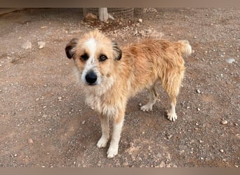 Lezo ein Herzenshund sucht sein Zuhause