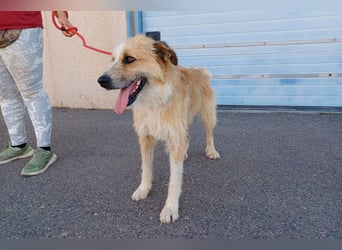 Lezo ein Herzenshund sucht sein Zuhause