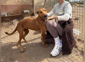 INDIA ❤️ Hündin in Spanien