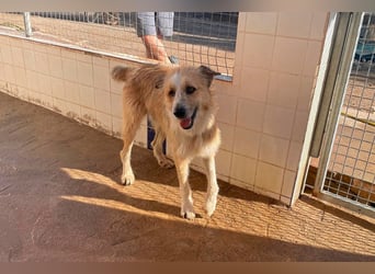 Lezo ein Herzenshund sucht sein Zuhause