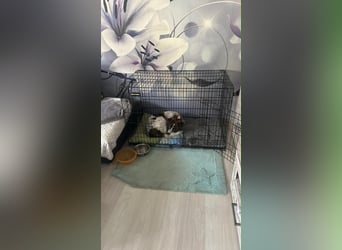 Cody - 60 cm Charme, Kuschelbedarf und ein kleines bisschen Drama