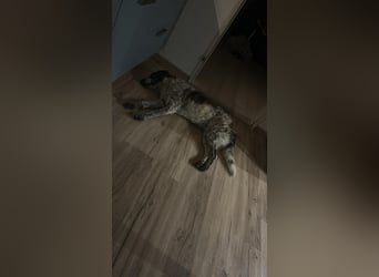 Cody - 60 cm Charme, Kuschelbedarf und ein kleines bisschen Drama