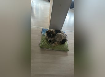 Cody - 60 cm Charme, Kuschelbedarf und ein kleines bisschen Drama